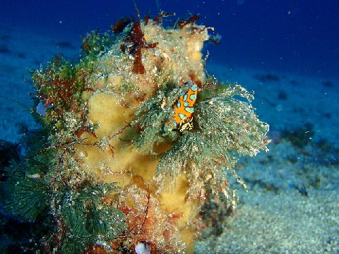 �ɓ������ʐ^�@�N���b�N�ő傫���Ȃ�܂�