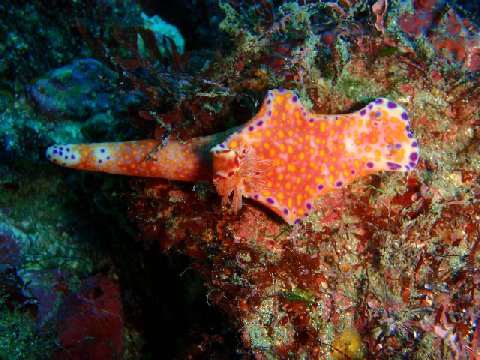 �ɓ������ʐ^�@�N���b�N�ő傫���Ȃ�܂�