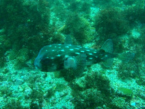 �ɓ������ʐ^�@�N���b�N�ő傫���Ȃ�܂�