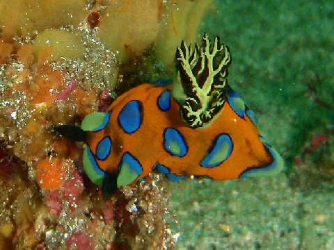 �ɓ������ʐ^�@�N���b�N�ő傫���Ȃ�܂�