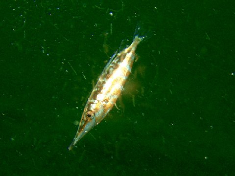 �ɓ������ʐ^�@�N���b�N�ő傫���Ȃ�܂�