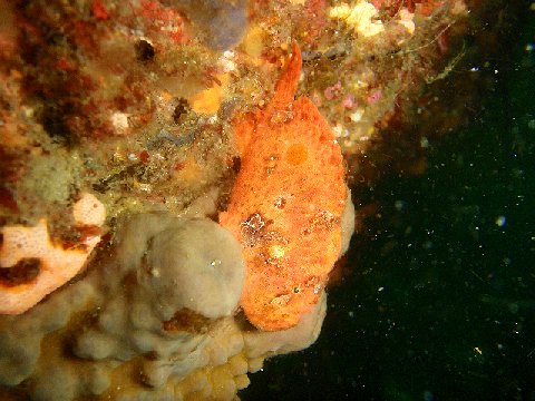 �ɓ������ʐ^�@�N���b�N�ő傫���Ȃ�܂�