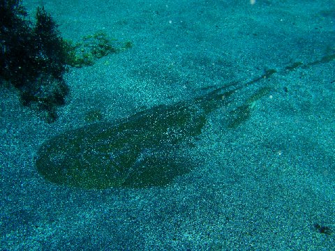 �ɓ������ʐ^�@�N���b�N�ő傫���Ȃ�܂�