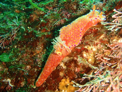 �ɓ������ʐ^�@�N���b�N�ő傫���Ȃ�܂�