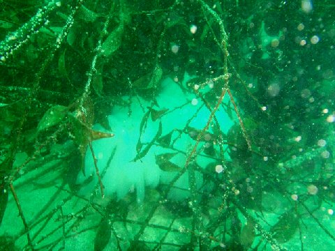 �ɓ������ʐ^�@�N���b�N�ő傫���Ȃ�܂�