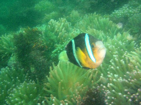 �ɓ������ʐ^�@�N���b�N�ő傫���Ȃ�܂�