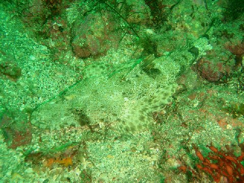 �ɓ������ʐ^�@�N���b�N�ő傫���Ȃ�܂�