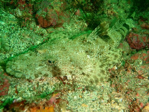 �ɓ������ʐ^�@�N���b�N�ő傫���Ȃ�܂�