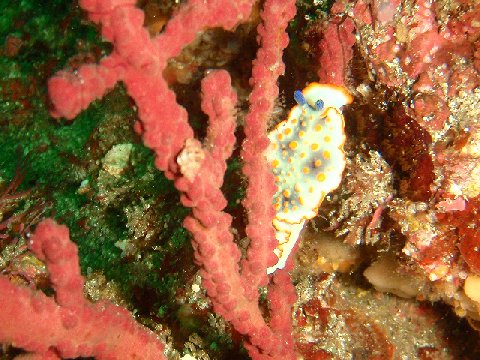 �ɓ������ʐ^�@�N���b�N�ő傫���Ȃ�܂�