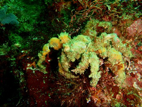 �ɓ������ʐ^�@�N���b�N�ő傫���Ȃ�܂�