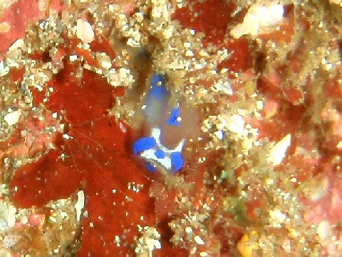 �ɓ������ʐ^�@�N���b�N�ő傫���Ȃ�܂�