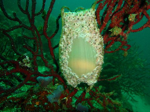 �ɓ������ʐ^�@�N���b�N�ő傫���Ȃ�܂�