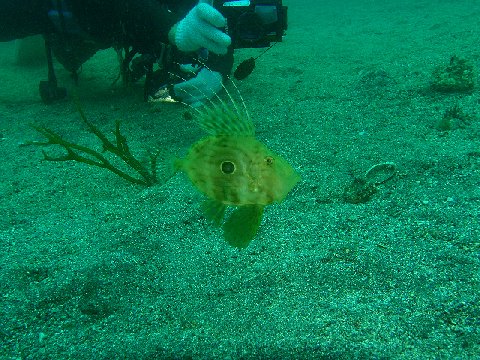 �ɓ������ʐ^�@�N���b�N�ő傫���Ȃ�܂�