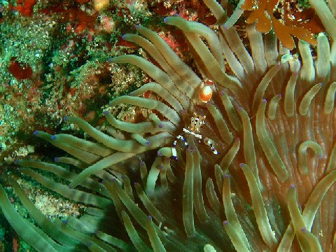 �ɓ������ʐ^�@�N���b�N�ő傫���Ȃ�܂�