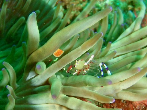 �ɓ������ʐ^�@�N���b�N�ő傫���Ȃ�܂�