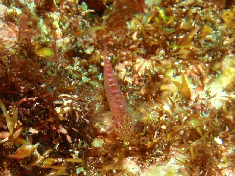 �ɓ������ʐ^�@�N���b�N�ő傫���Ȃ�܂�