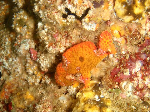 �ɓ������ʐ^�@�N���b�N�ő傫���Ȃ�܂�