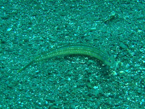 �ɓ������ʐ^�@�N���b�N�ő傫���Ȃ�܂�