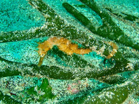 �ɓ������ʐ^�@�N���b�N�ő傫���Ȃ�܂�