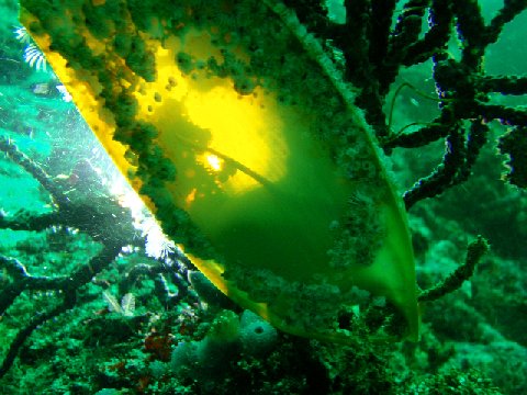 �ɓ������ʐ^�@�N���b�N�ő傫���Ȃ�܂�