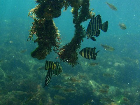 �ɓ������ʐ^�@�N���b�N�ő傫���Ȃ�܂�