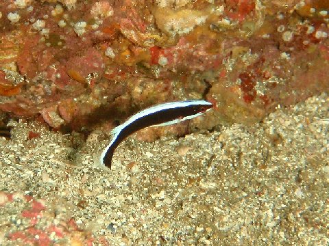 �ɓ������ʐ^�@�N���b�N�ő傫���Ȃ�܂�