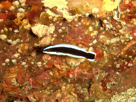 �ɓ������ʐ^�@�N���b�N�ő傫���Ȃ�܂�