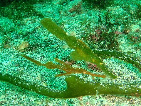 �ɓ������ʐ^�@�N���b�N�ő傫���Ȃ�܂�