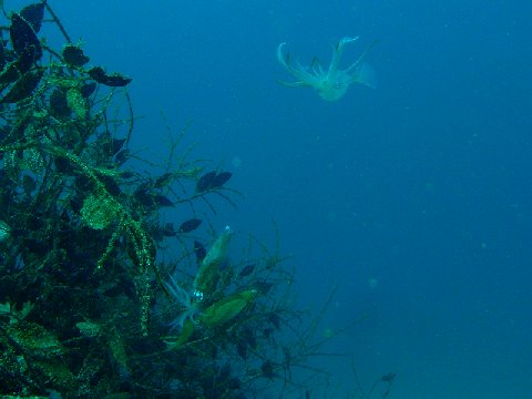 �ɓ������ʐ^�@�N���b�N�ő傫���Ȃ�܂�