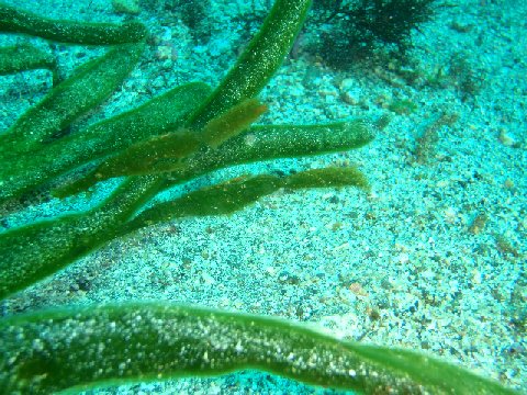 �ɓ������ʐ^�@�N���b�N�ő傫���Ȃ�܂�