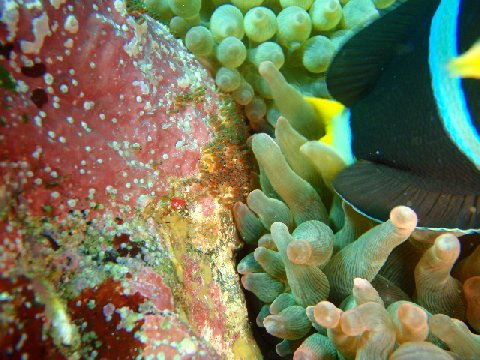 �ɓ������ʐ^�@�N���b�N�ő傫���Ȃ�܂�