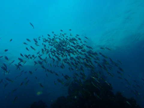 �ɓ������ʐ^�@�N���b�N�ő傫���Ȃ�܂�