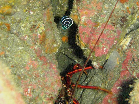 �ɓ������ʐ^�@�N���b�N�ő傫���Ȃ�܂�