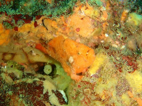 �ɓ������ʐ^�@�N���b�N�ő傫���Ȃ�܂�