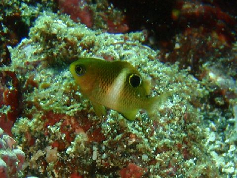 �ɓ������ʐ^�@�N���b�N�ő傫���Ȃ�܂�