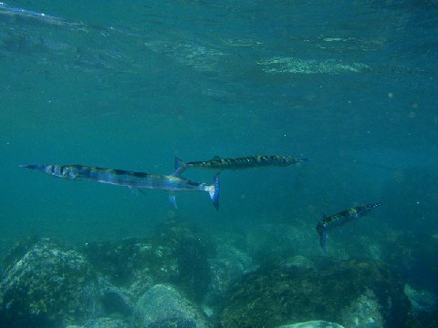 �ɓ������ʐ^�@�N���b�N�ő傫���Ȃ�܂�