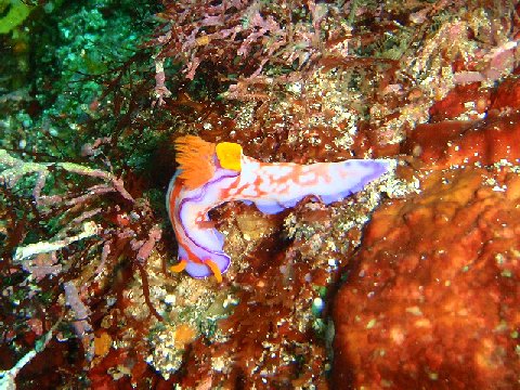 �ɓ������ʐ^�@�N���b�N�ő傫���Ȃ�܂�