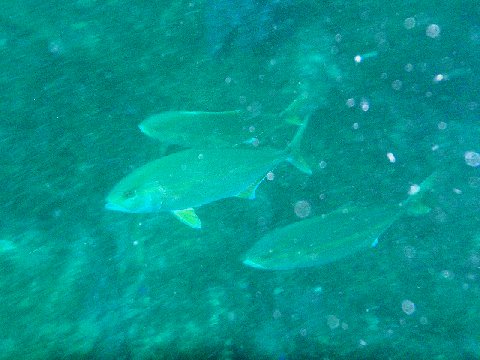 �ɓ������ʐ^�@�N���b�N�ő傫���Ȃ�܂�