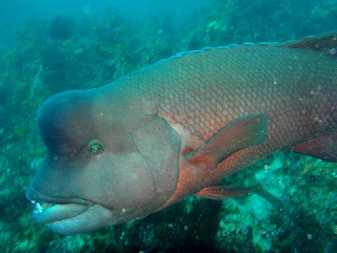 �ɓ������ʐ^�@�N���b�N�ő傫���Ȃ�܂�