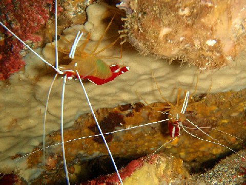 �ɓ������ʐ^�@�N���b�N�ő傫���Ȃ�܂�