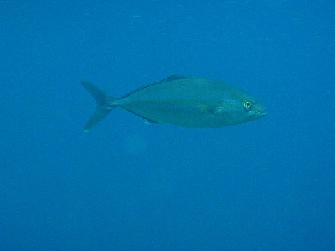 �ɓ������ʐ^�@�N���b�N�ő傫���Ȃ�܂�