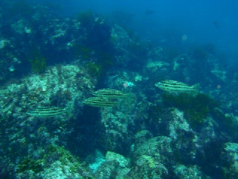 �ɓ������ʐ^�@�N���b�N�ő傫���Ȃ�܂�