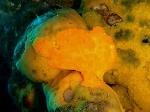 �ɓ������ʐ^�@�N���b�N�ő傫���Ȃ�܂�