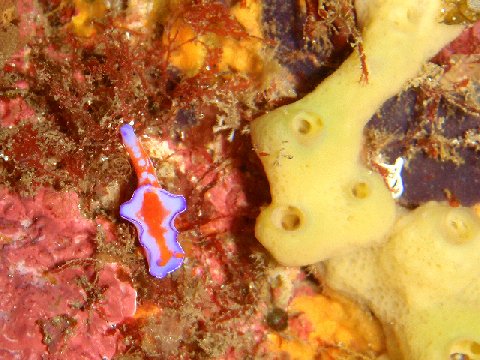 �ɓ������ʐ^�@�N���b�N�ő傫���Ȃ�܂�