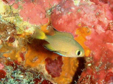 �ɓ������ʐ^�@�N���b�N�ő傫���Ȃ�܂�