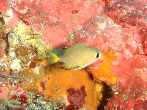 �ɓ������ʐ^�@�N���b�N�ő傫���Ȃ�܂�