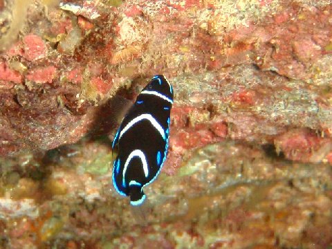 �ɓ������ʐ^�@�N���b�N�ő傫���Ȃ�܂�