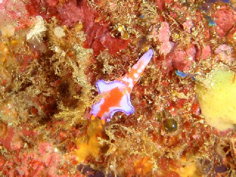 �ɓ������ʐ^�@�N���b�N�ő傫���Ȃ�܂�