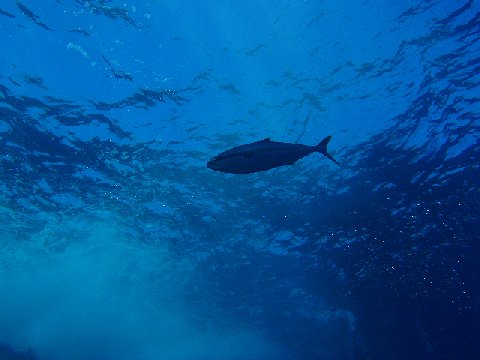 �ɓ������ʐ^�@�N���b�N�ő傫���Ȃ�܂�