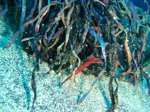 �ɓ������ʐ^�@�N���b�N�ő傫���Ȃ�܂�